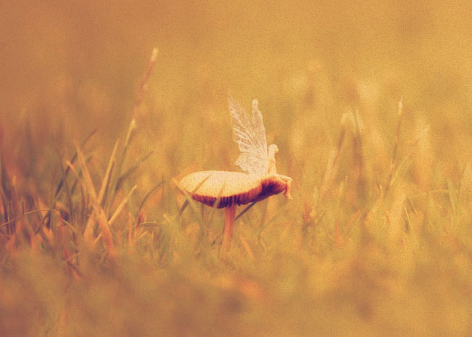 Живая фея сидит на грибе в поле.